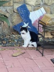 Found/Stray Unknown Cat last seen Cardinal and oriole streets, ennis texas, Ennis, TX 75119