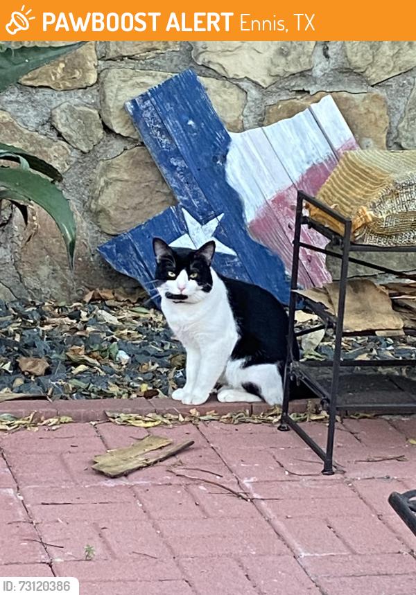 Found/Stray Unknown Cat last seen Cardinal and oriole streets, ennis texas, Ennis, TX 75119