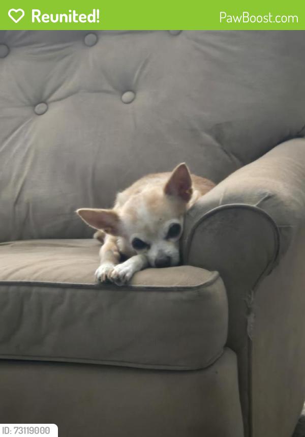 Reunited Female Dog last seen Near Carb Dr, Westworth Village, TX 76114, USA, Westworth Village, TX 76114