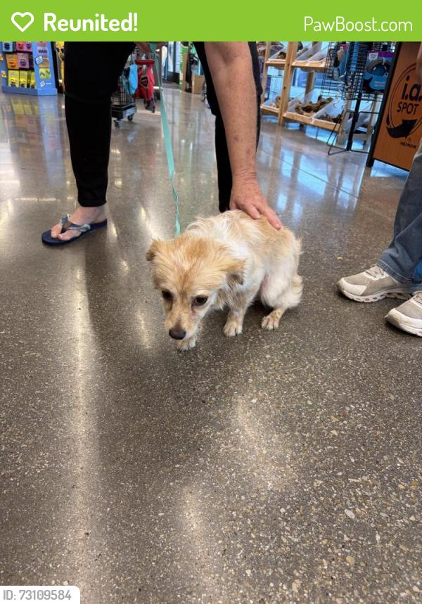 Reunited Male Dog last seen Nicky D's, Crowley, TX 76036