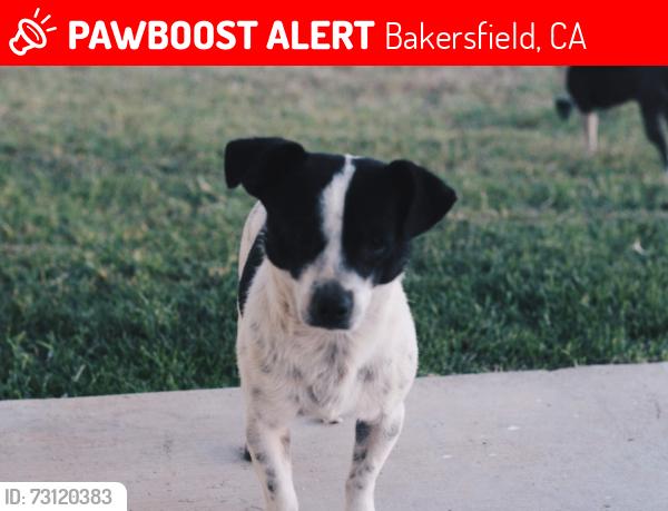 Lost Male Dog last seen Martin Luther King Jr, Bakersfield, CA 93307