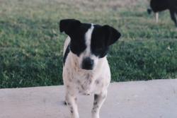 Lost Male Dog last seen Martin Luther King Jr, Bakersfield, CA 93307