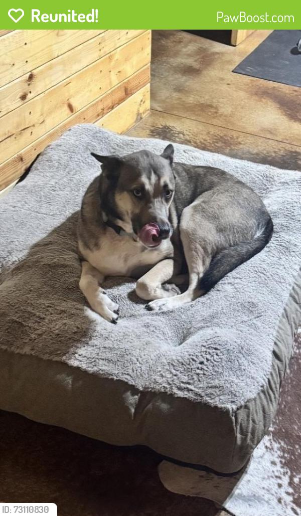 Reunited Male Dog last seen Sorghum Mill/234th and MacArthur, Edmond, OK 73025