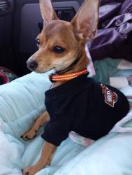 Lost Male Dog last seen 7-11, 1285 N Redwood Rd., Rose Park, Utah 84116, Salt Lake City, UT 84116