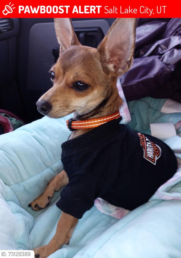 Lost Male Dog last seen 7-11, 1285 N Redwood Rd., Rose Park, Utah 84116, Salt Lake City, UT 84116