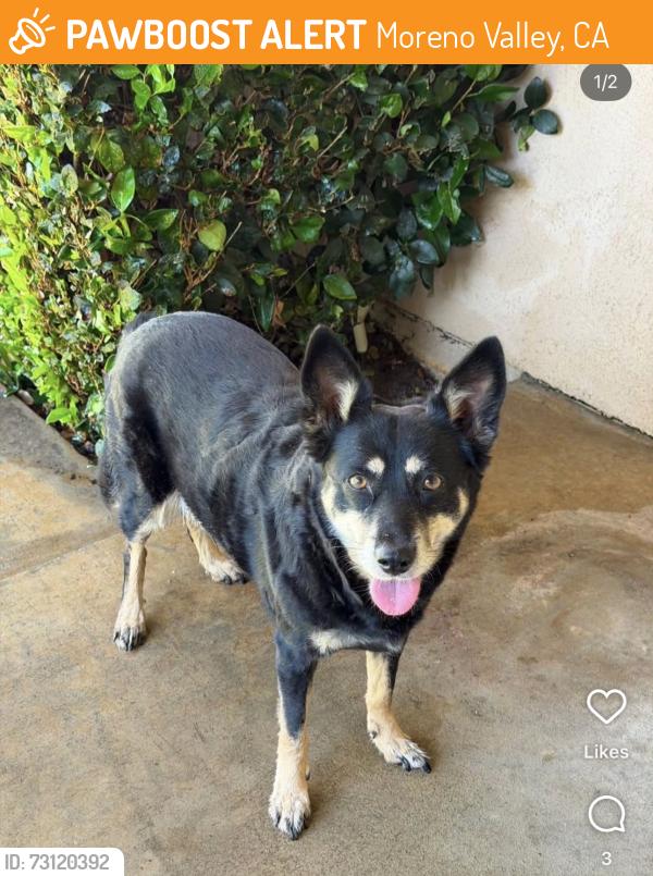 Found/Stray Female Dog last seen Perris/JFK, Moreno Valley, CA 92553