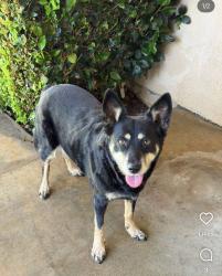 Found/Stray Female Dog last seen Perris/JFK, Moreno Valley, CA 92553