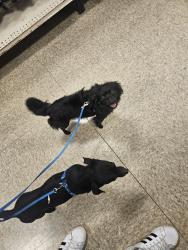 Reunited Male Dog last seen N Louisville & e utt st, Tulsa, OK 74115
