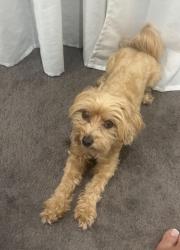 Lost Female Dog last seen 11a Archibald street Belmore, Belmore, NSW 2192