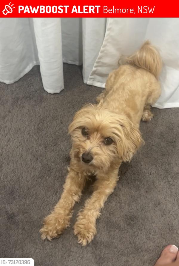 Lost Female Dog last seen 11a Archibald street Belmore, Belmore, NSW 2192