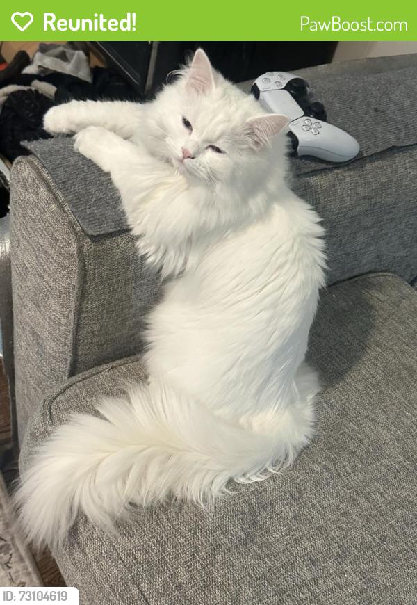 Reunited Female Cat last seen Benjamin st and Devonshire rd, Fowlerville, MI 48836