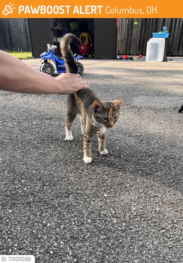 Found/Stray Female Cat last seen Fair Ave, Columbus, OH 43213