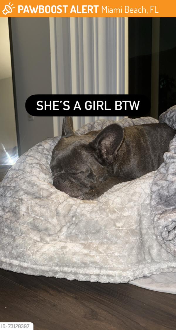 Found/Stray Female Dog last seen 79th and Collins, Miami Beach, FL 33141