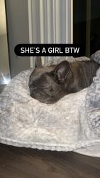 Found/Stray Female Dog last seen 79th and Collins, Miami Beach, FL 33141