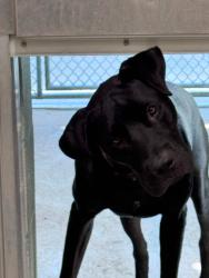 Shelter Stray Male Dog last seen , 5302 Stone St, Chattanooga, TN 37412, USA