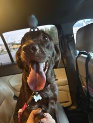 Reunited Female Dog last seen Washington st, Pasadena, TX 77503