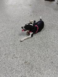 Reunited Unknown Dog last seen 82nd and milwaukee, Lubbock, TX 79424