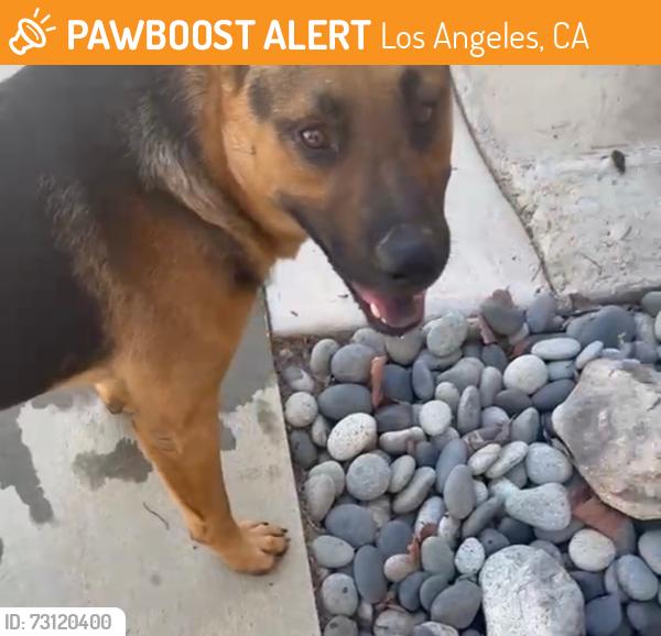 Found/Stray Male Dog last seen Adams street, Los Angeles, CA 90004