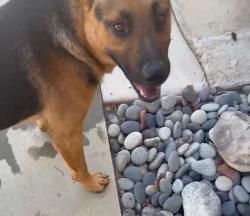 Found/Stray Male Dog last seen Adams street, Los Angeles, CA 90004