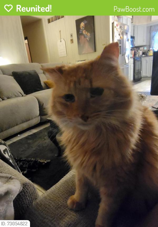 Reunited Male Cat last seen Doggett Road and Litchfield Drive Browns Summit NC, Browns Summit, NC 27214
