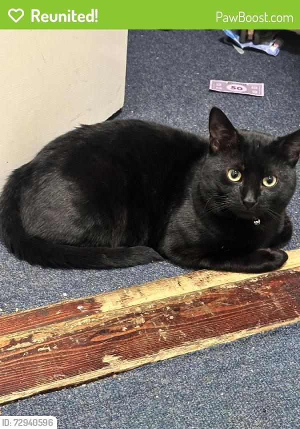 Reunited Male Cat last seen whitley street/christchurch road, Berkshire, England RG2