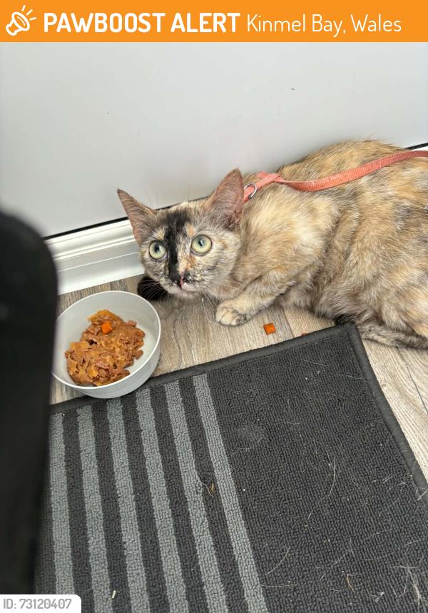 Found/Stray Female Cat last seen By SunnyVale Caravan Park, Kinmel Bay, Wales 
