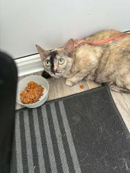 Found/Stray Female Cat last seen By SunnyVale Caravan Park, Kinmel Bay, Wales 
