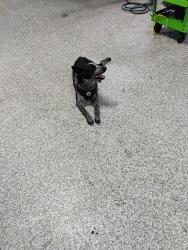 Reunited Unknown Dog last seen 82nd and milwaukee, Lubbock, TX 79424
