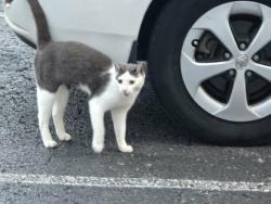 Found/Stray Unknown Cat last seen Hampton Inn, Radcliff, KY 40160