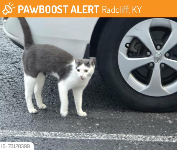 Found/Stray Unknown Cat last seen Hampton Inn, Radcliff, KY 40160