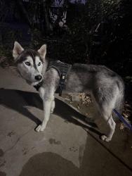 Found/Stray Male Dog last seen Goodrich Dr Riverside, Riverside, CA 92507