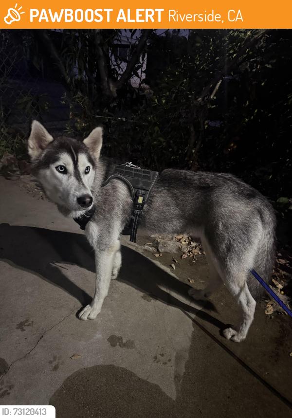 Found/Stray Male Dog last seen Goodrich Dr Riverside, Riverside, CA 92507