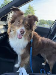 Reunited Female Dog last seen Terrell Mill Road and Somerset Subdivision, Cobb County, GA 30067