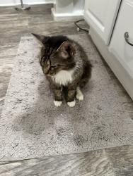 Found/Stray Female Cat last seen Highway 305/College, Olive Branch, MS 38654