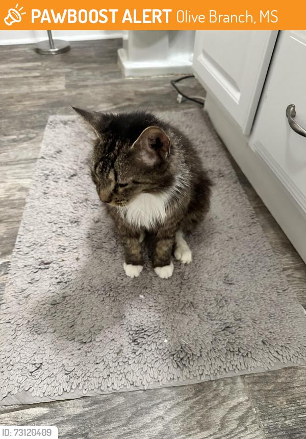 Found/Stray Female Cat last seen Highway 305/College, Olive Branch, MS 38654