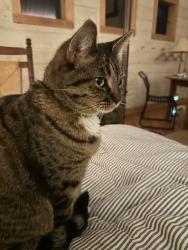 Lost Female Cat last seen The Overflow parking lot for moulton falls, Yacolt, WA 98675
