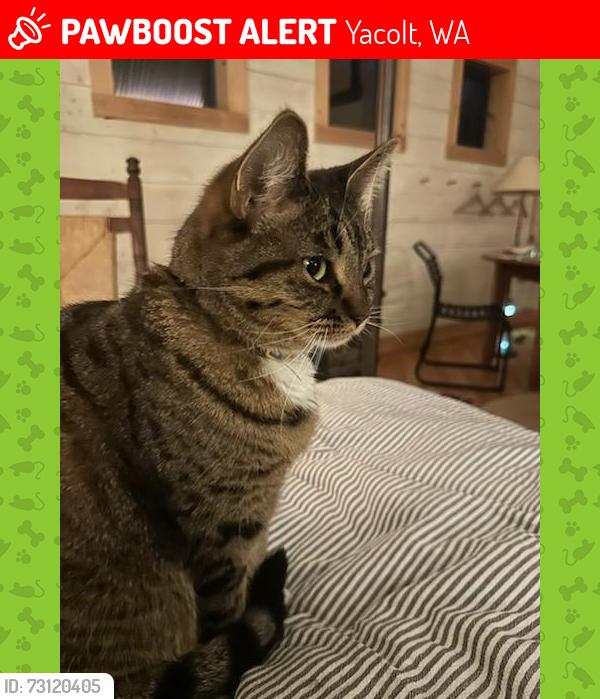 Lost Female Cat last seen The Overflow parking lot for moulton falls, Yacolt, WA 98675