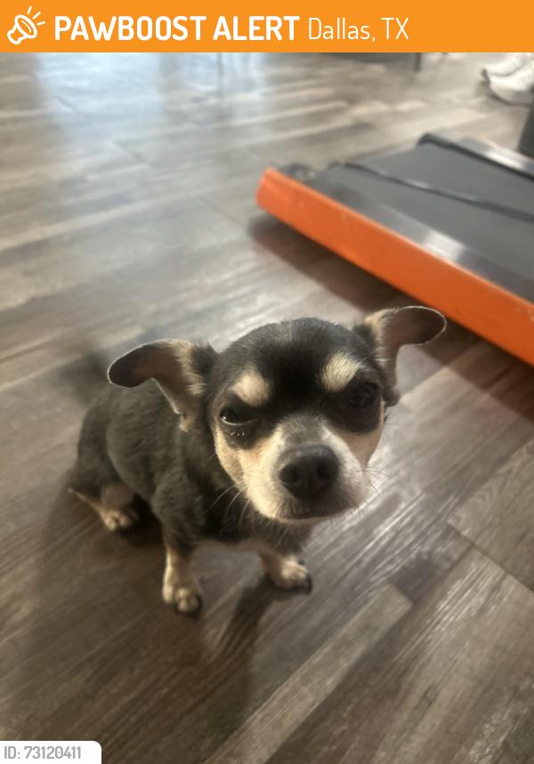 Found/Stray Male Dog last seen Shea and Empire Central, Dallas, TX 75235