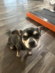 Found/Stray Male Dog last seen Shea and Empire Central, Dallas, TX 75235