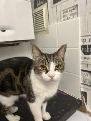 Reunited Female Cat last seen Heather View Road, Branksome, Bournemouth, Christchurch and Poole, England BH12 4AQ
