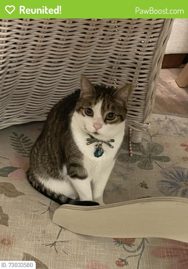 Reunited Male Cat last seen Last seen in housing development close to Petra Church on Jared Way, New Holland, PA 17557