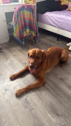 Reunited Male Dog last seen Hillsborough Ave & Town & Country Blvd, Tampa, FL 33615