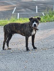 Found/Stray Male Dog last seen Near Covenant Presb Church, Taylors, SC 29687