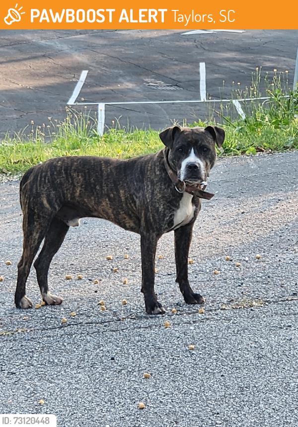 Found/Stray Male Dog last seen Near Covenant Presb Church, Taylors, SC 29687