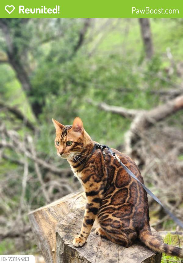 Reunited Male Cat last seen Elm drive and Acacia drive, Rodeo, CA 94572