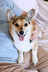 Reunited Female Dog last seen Near and Aiken Dr., Dallas, GA 30157