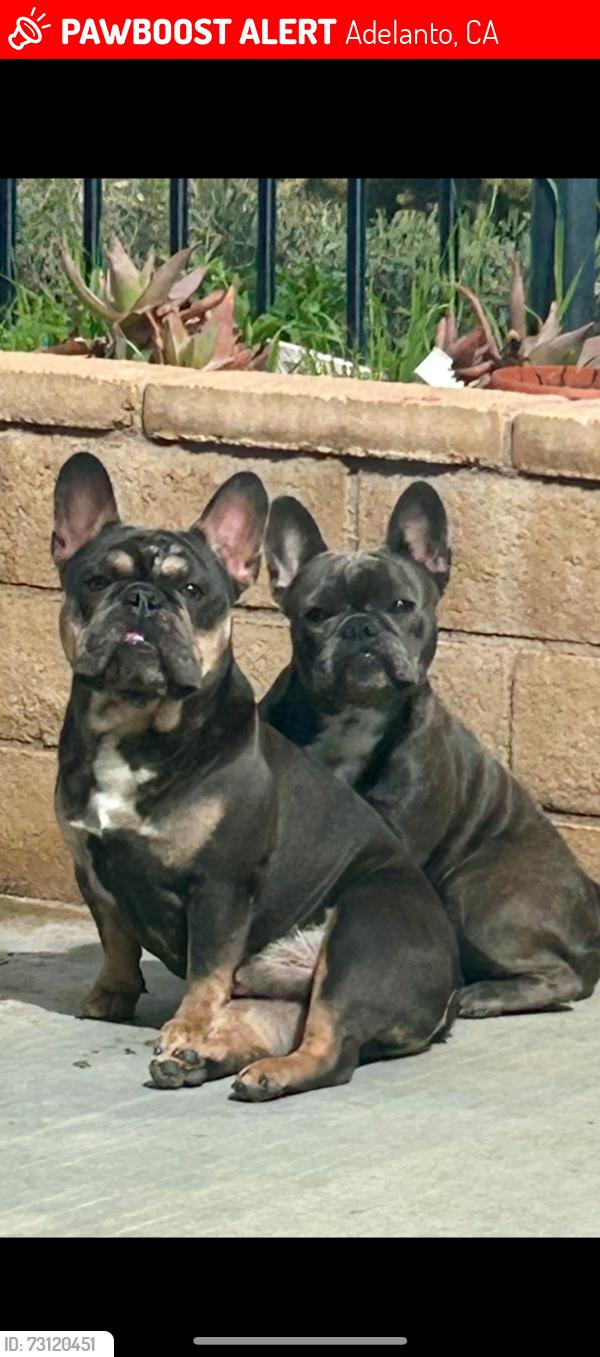 Lost Female Dog last seen Bellflower , between mojave and victor st, Adelanto, CA 92301