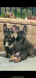 Lost Female Dog last seen Bellflower , between mojave and victor st, Adelanto, CA 92301
