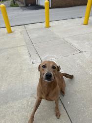Found/Stray Unknown Dog last seen 14th and Locust, Terre Haute, IN 47807