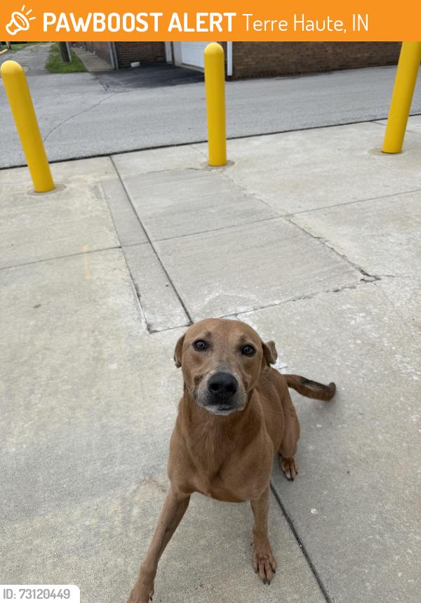 Found/Stray Unknown Dog last seen 14th and Locust, Terre Haute, IN 47807